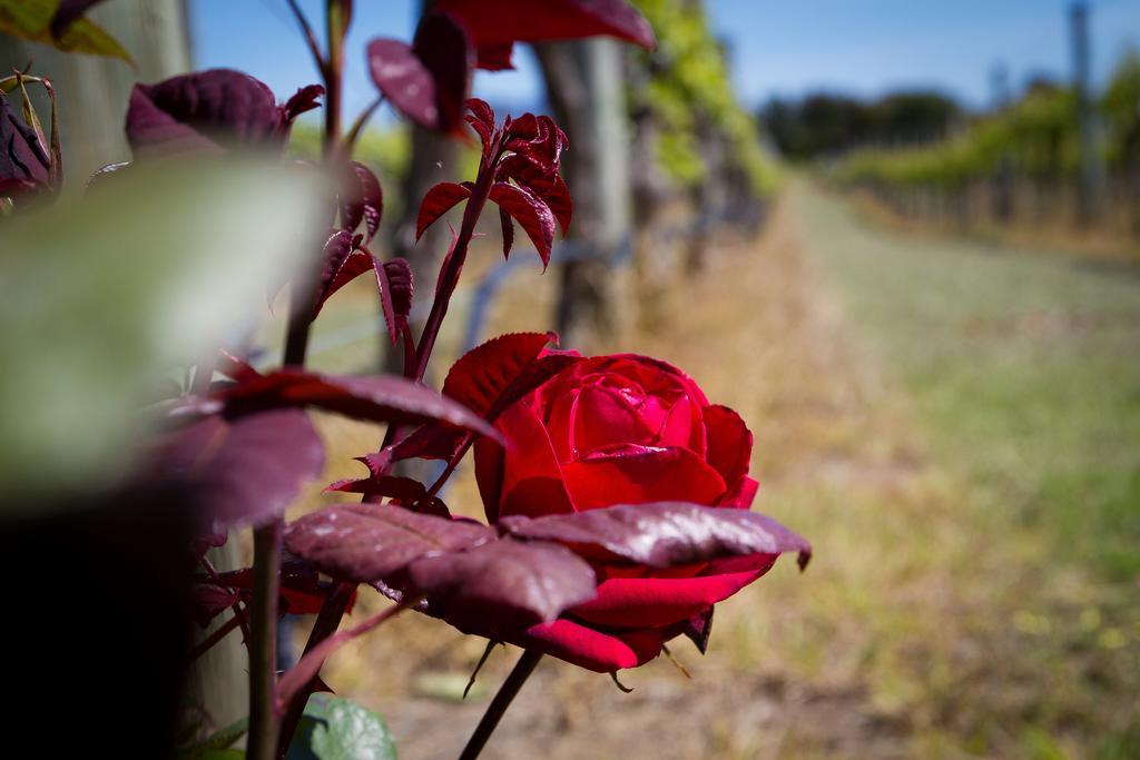מרטינבורו Margrain Vineyard Villas מראה חיצוני תמונה